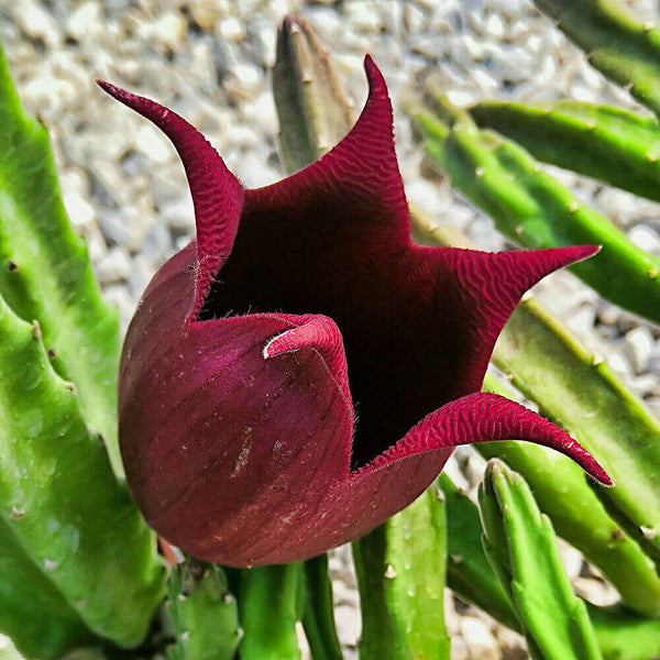 Stapelia leendertziae (Black Bells) - 5 seeds