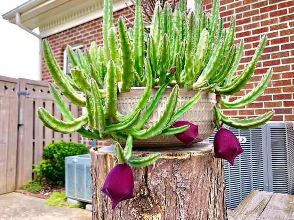 Stapelia leendertziae (Black Bells) - 5 seeds