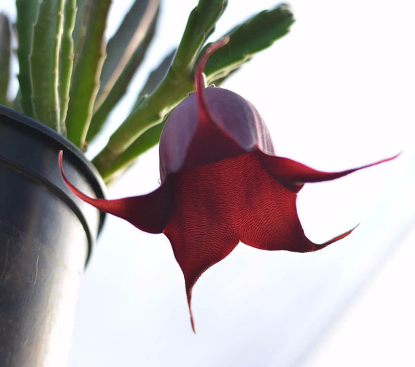 Stapelia leendertziae (Black Bells) - 5 seeds