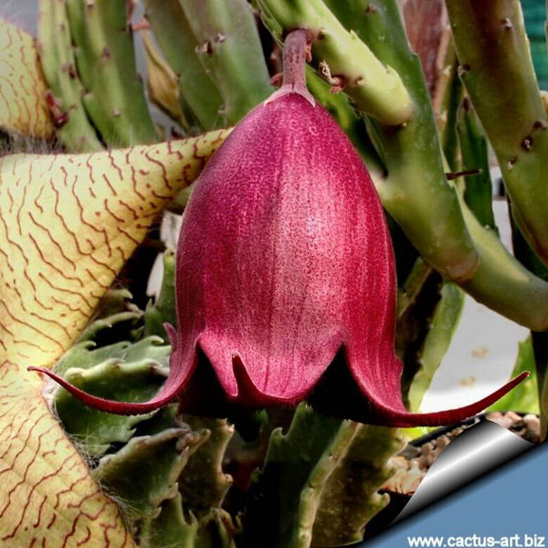 Stapelia leendertziae (Black Bells) - 5 seeds