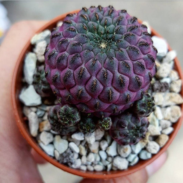 Sulcorebutia mix - 10 seeds