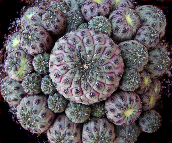Sulcorebutia mix - 10 seeds
