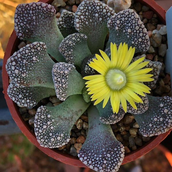 Titanopsis calcarea - 20 seeds