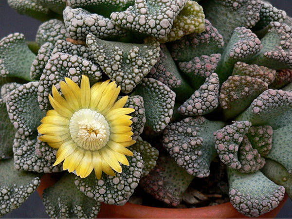 Titanopsis calcarea - 20 seeds