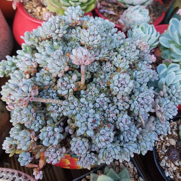 Bluebean (Graptopetalum pachyphyllum) - 20 seeds