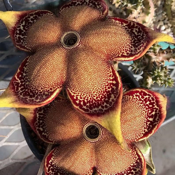 Edithcolea grandis - 5 seeds