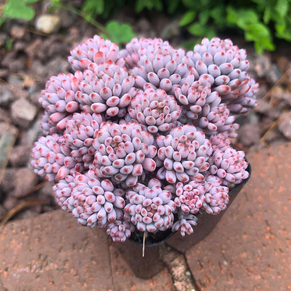 Bluebean (Graptopetalum pachyphyllum) - 20 seeds
