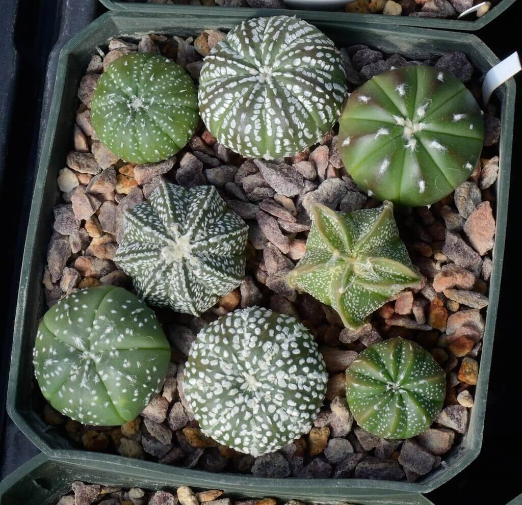 Astrophytum mix - 20 seeds – Rare Plant World