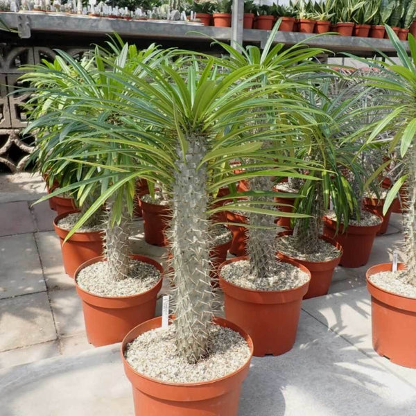 Pachypodium lamerei (Madagascar palm) - 5 seeds