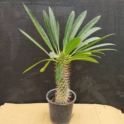 Pachypodium lamerei (Madagascar palm) - 5 seeds