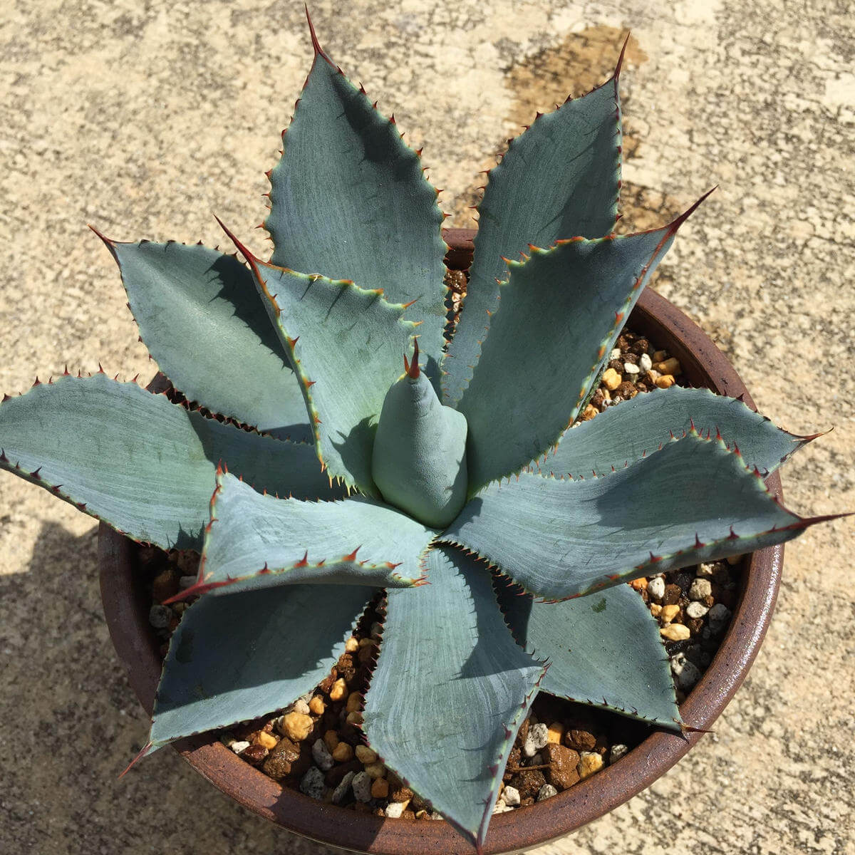 Agave guadalajarana – Rare Plant World