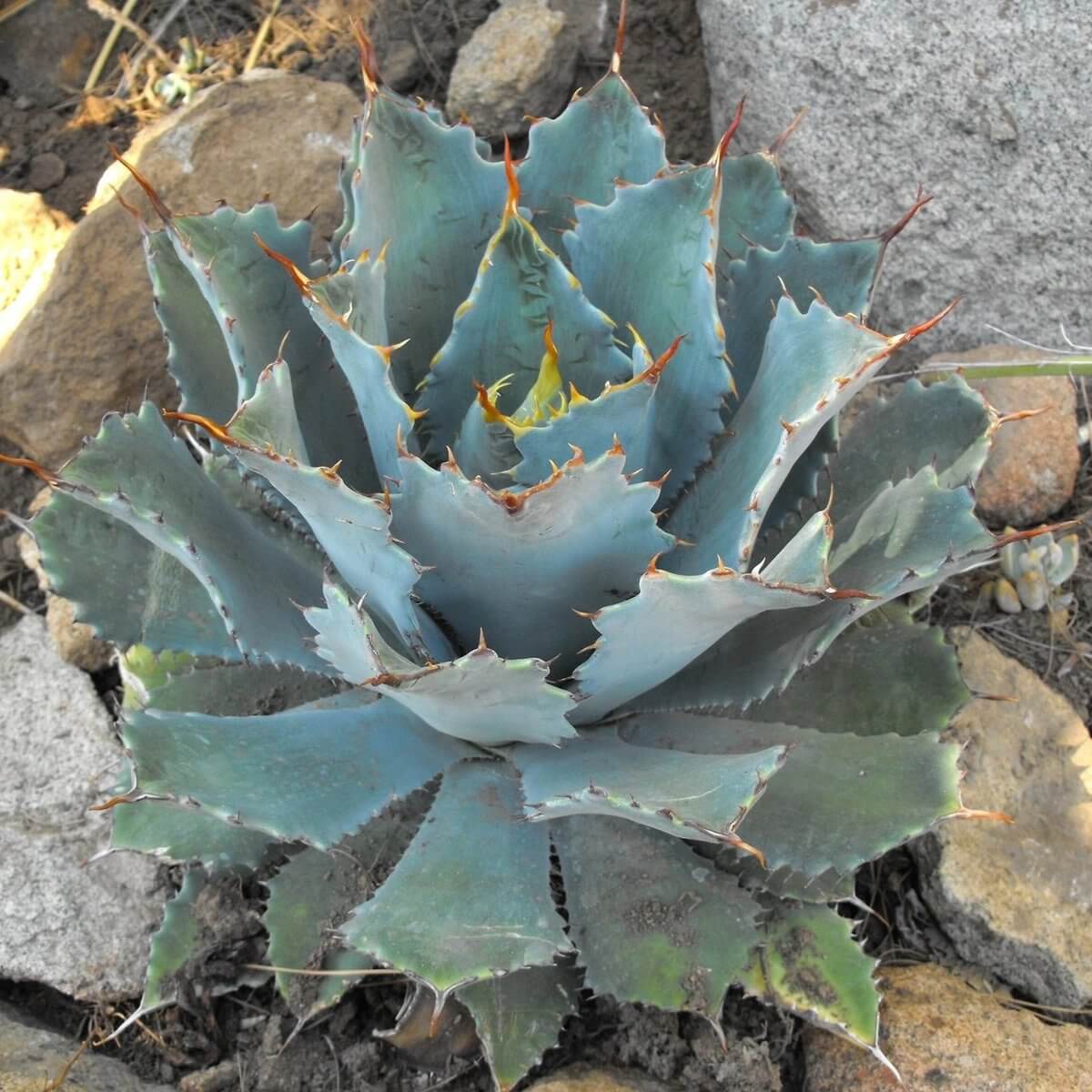 Agave guadalajarana – Rare Plant World