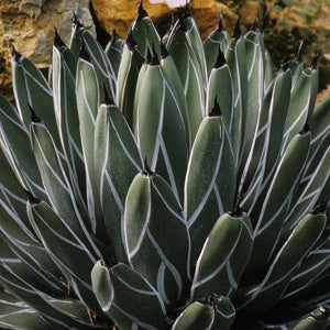 Agave ferdinandi-regis (King Ferdinand Agave) - 10 seeds