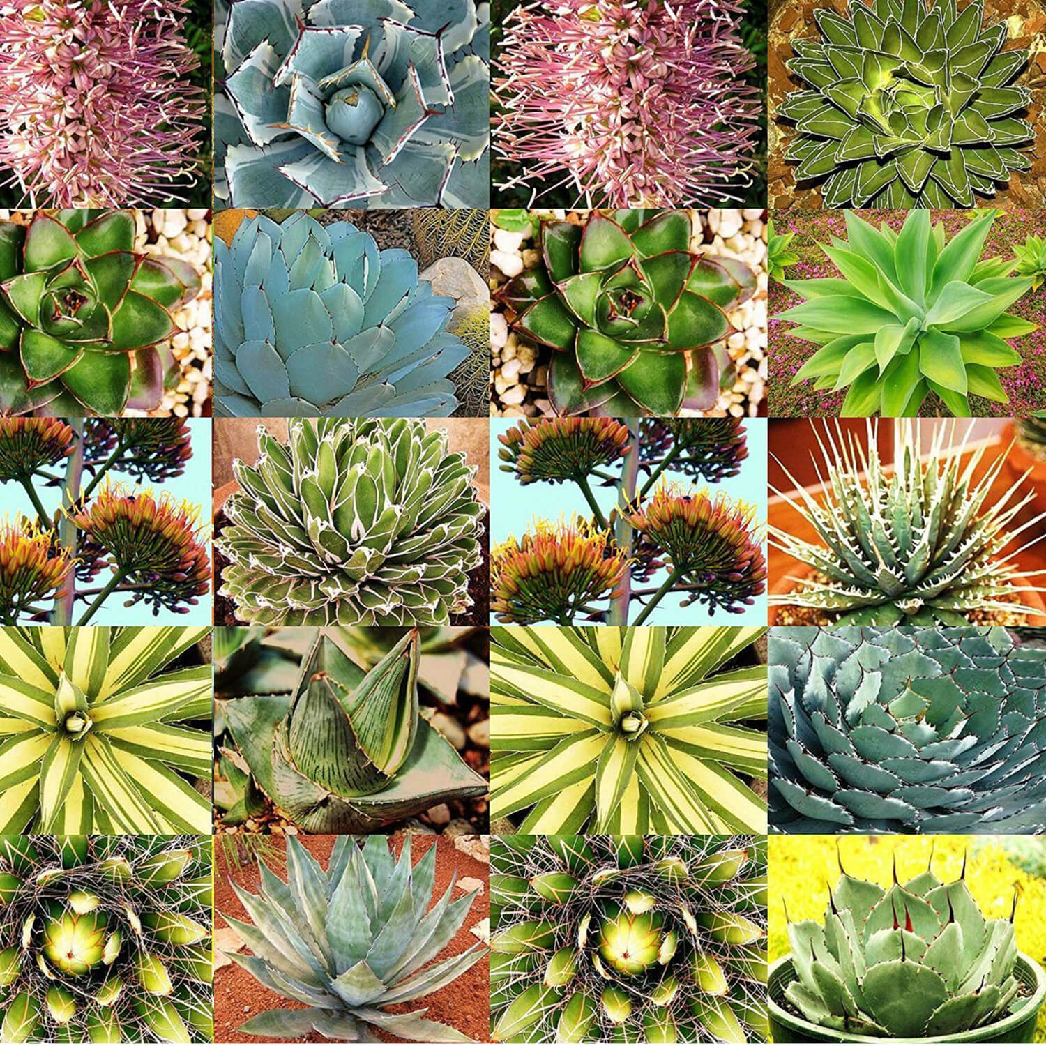 Agave mix - 10 seeds