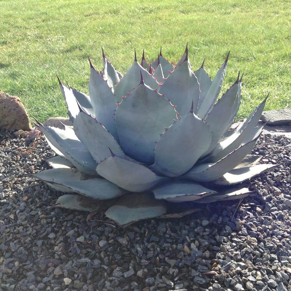 Parry's agave mix - 10 seeds