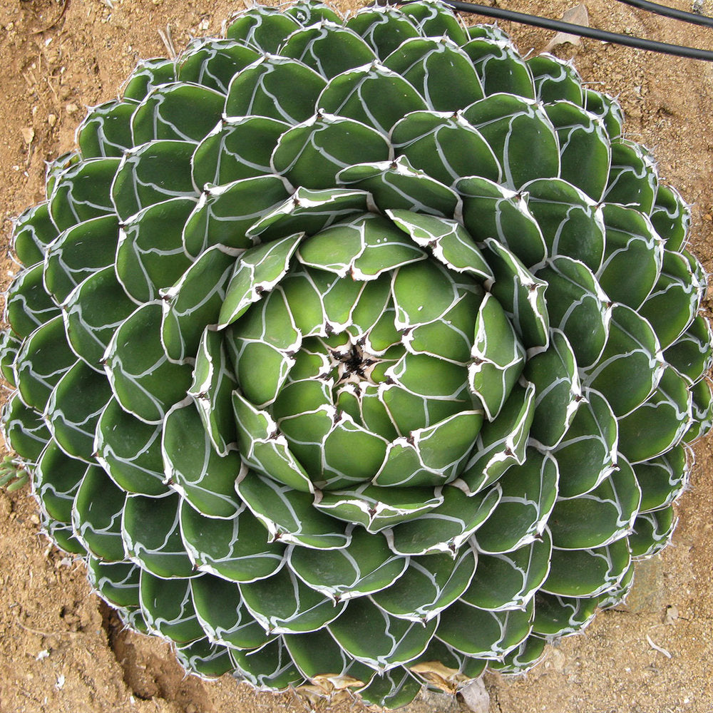 Queen Victoria Agave (Agave victoriae-reginae) - 10 seeds