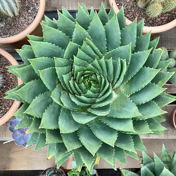 Spiral Aloe - 5 seeds