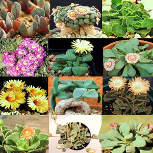 Aloinopsis mix - 20 seeds