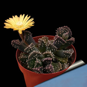 Aloinopsis setifera - 20 seeds