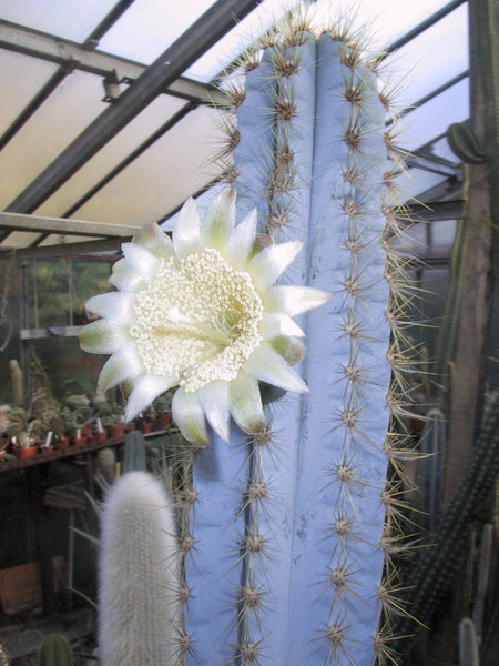 Blue Torch Cactus - 5 seeds