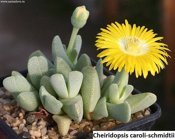 Cheiridopsis caroli-schmidtii - 20 seeds