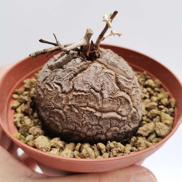 Dioscorea elephantipes - 5 seeds