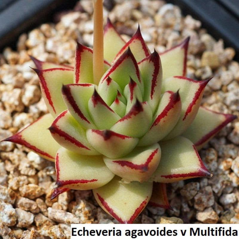 Echeveria agavoides v Multifida - 20 seeds