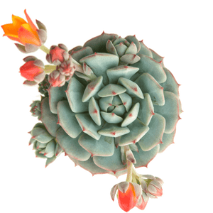 Painted Lady Echeveria - 20 seeds