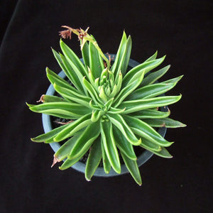 Echeveria lutea - 20 seeds