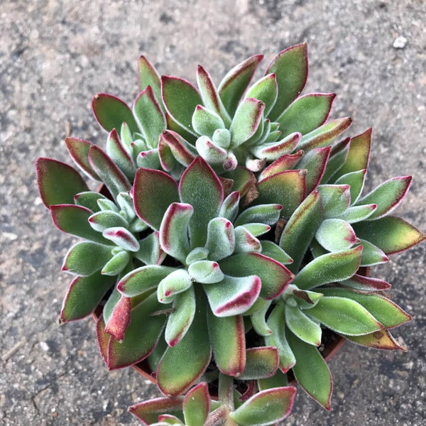 Echeveria pulvinata v Ruby - 20 seeds