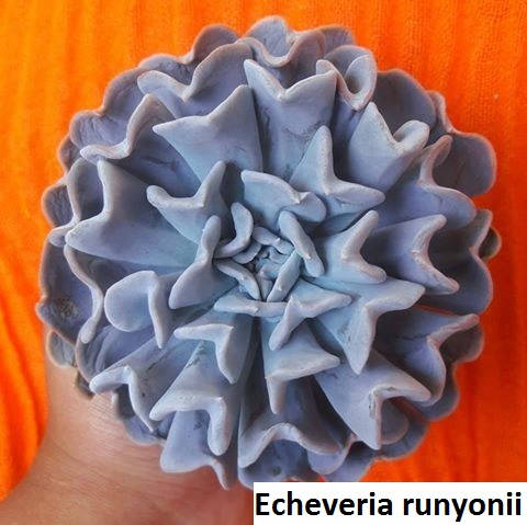 Echeveria runyonii - 20 seeds