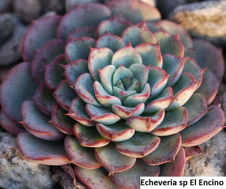 Echeveria sp El Encino - 20 seeds – Rare Plant World