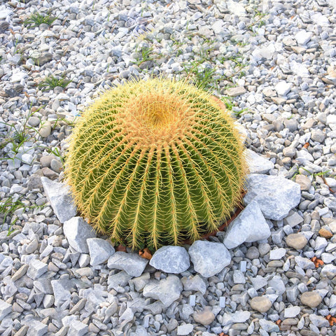 Golden barrel cactus (Echinocactus grusonii) - 20 seeds