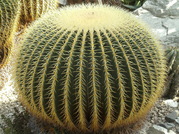 Golden barrel cactus (Echinocactus grusonii) - 20 seeds