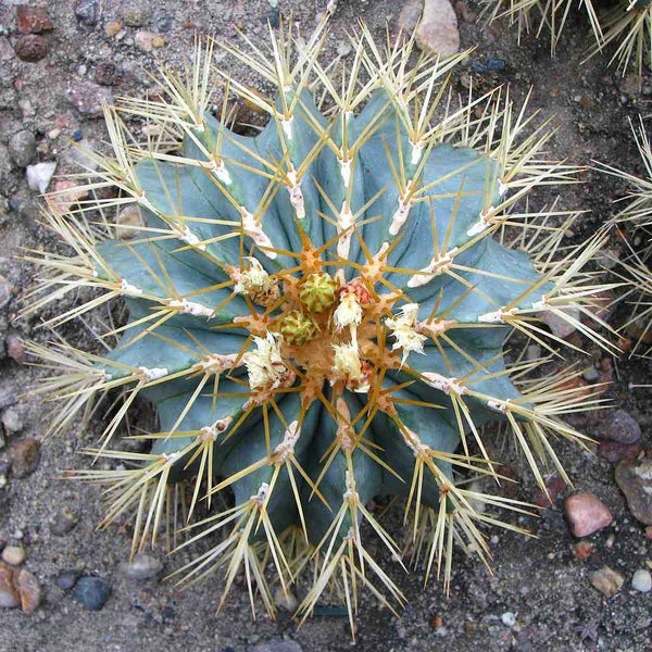 Blue Barrel Cactus (Ferocactus glaucescens) - 10 seeds