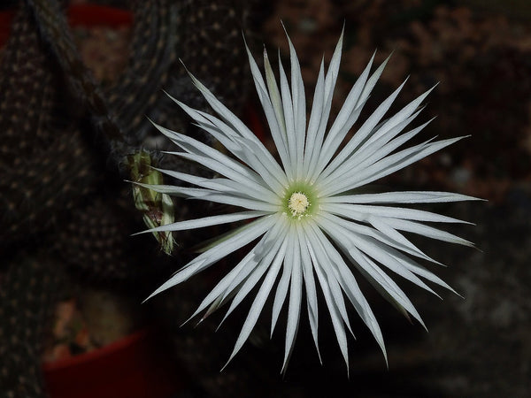 Flower of prayer (Setiechinopsis mirabilis) - 10 seeds