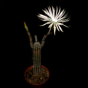Flower of prayer (Setiechinopsis mirabilis) - 10 seeds