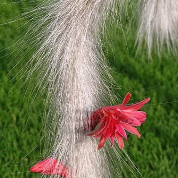 Monkey's tail cactus - 10 seeds