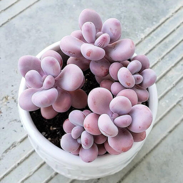 Lavender Pebbles (Graptopetalum amethystinum) - 20 seeds