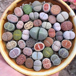 Lithops mix 50 seeds (Living stones)