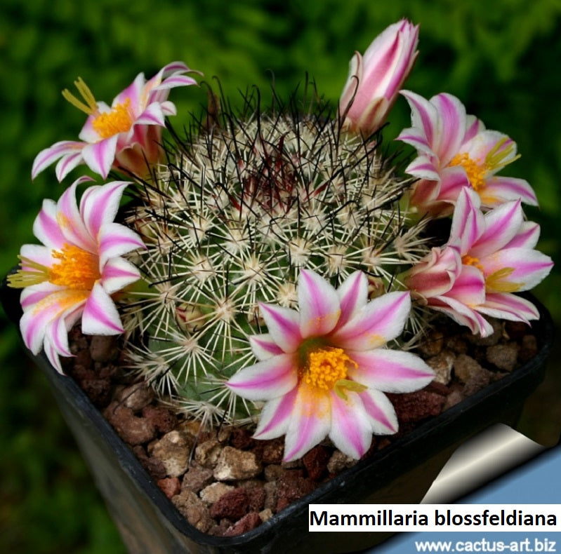 Mammillaria blossfeldiana - 10 seeds