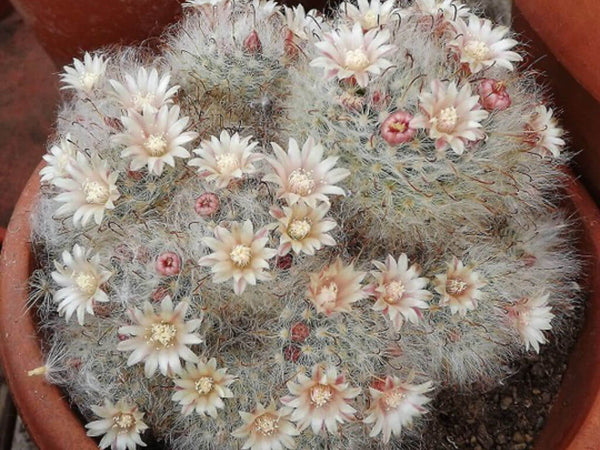 Powder Puff Cactus (Mammillaria bocasana) - 10 seeds