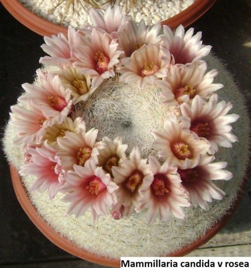 Mammillaria candida v rosea - 10 seeds