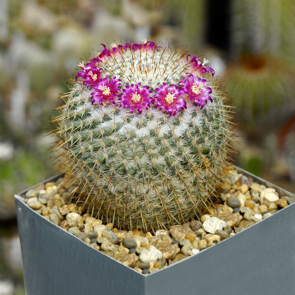 Mammillaria dixanthocentron - 10 seeds