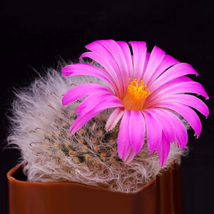 Mammillaria guelzowiana - 10 seeds