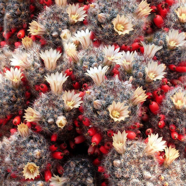 Little Candles (Mammillaria prolifera) - 10 seeds