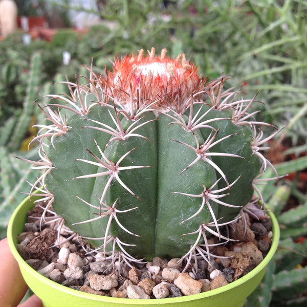 Dwarf Turk's Cap Cactus - 10 seeds