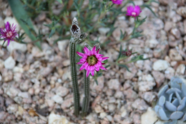 Pencil Cactus (Echinocereus poselgeri) - 10 seeds