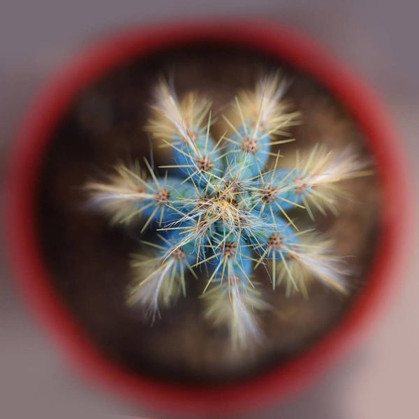 Blue Torch Cactus - 5 seeds