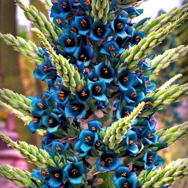 Sapphire tower (Puya alpestris) - 10 seeds